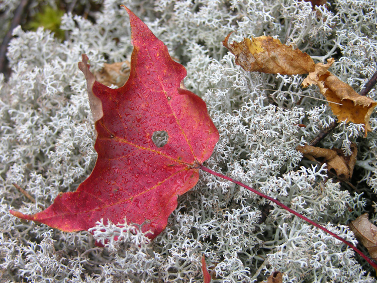 Leaf on Lichen - Adirondak Mountains, NY