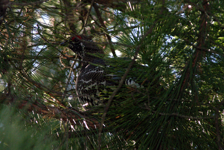 Spruce Grouse - Superior National Forest, MN